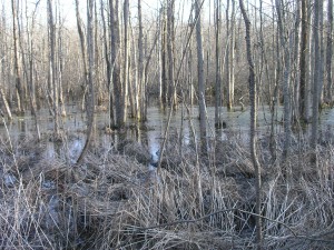Saratoga PLAN Wetlands