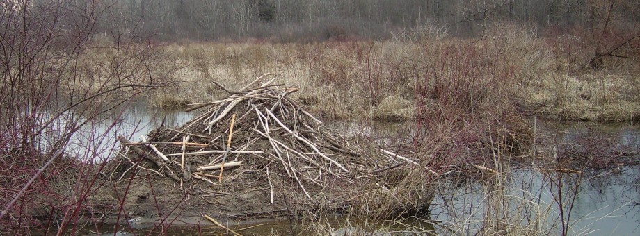 Beaver Dam Site